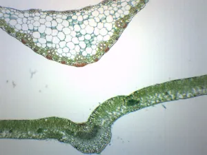 Leaves Composite - Cross Section - Prepared Microscope Slide - 75x25mm